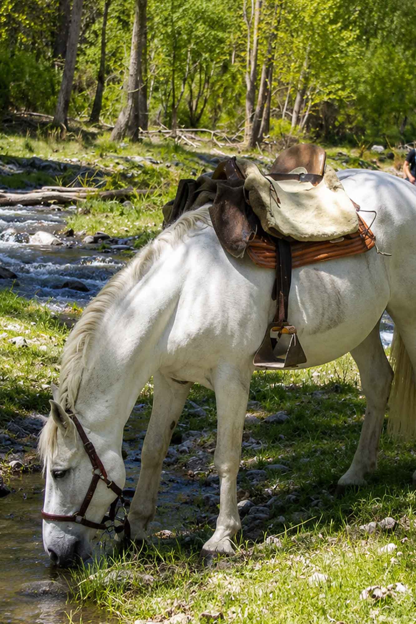 caballo park turismo ecuestre andalucía